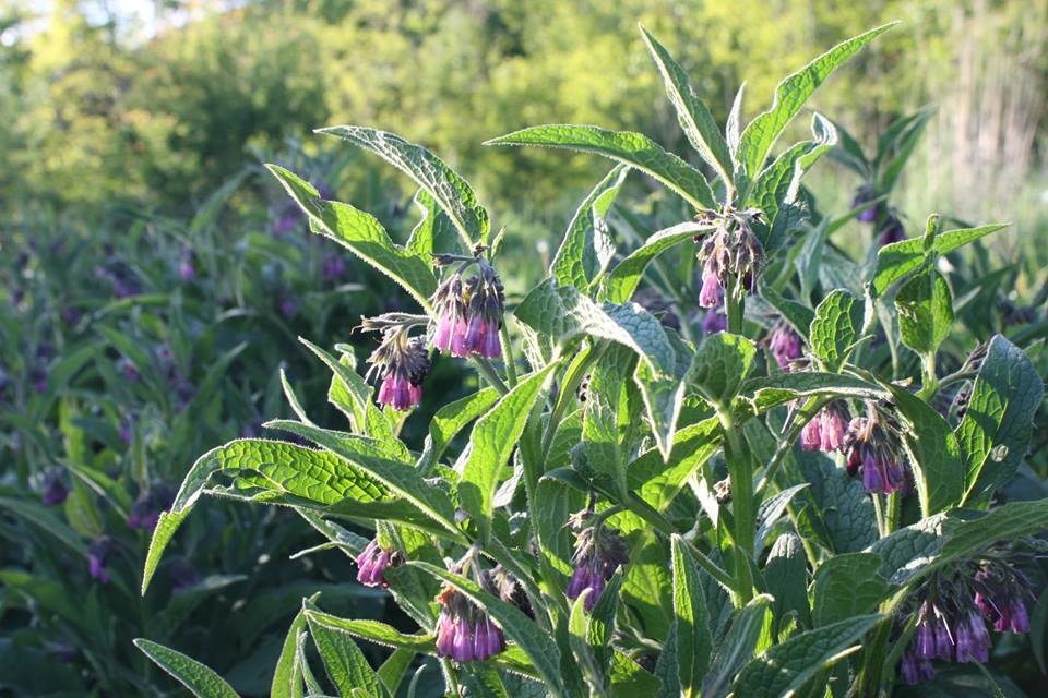 Comfrey Bocking 14 PreSale Gardens for Life