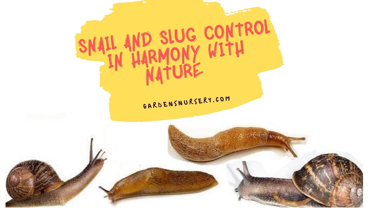 Snail And Slug Control In Harmony With Nature GARDENS NURSERY