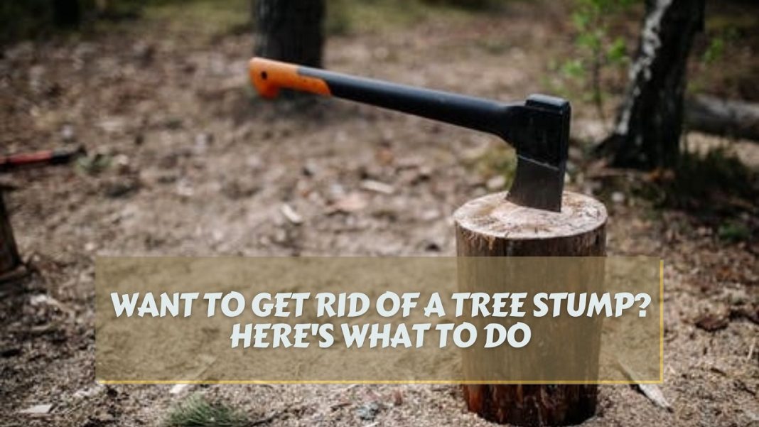 Want To Get Rid Of A Tree Stump? Here's What To Do GARDENS NURSERY