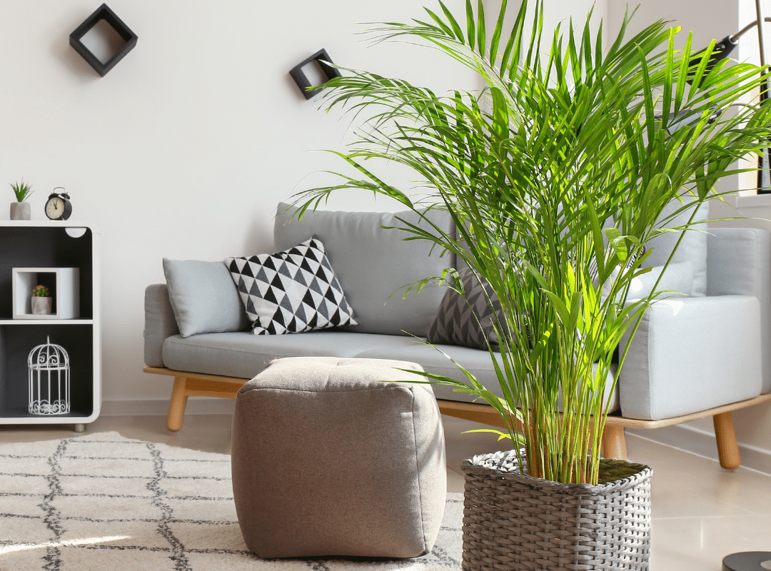 Houseplants for Bright Light Gardens of Babylon