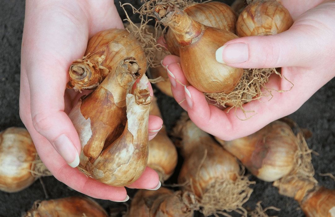 How to Plant Bulbs Gardens of Babylon