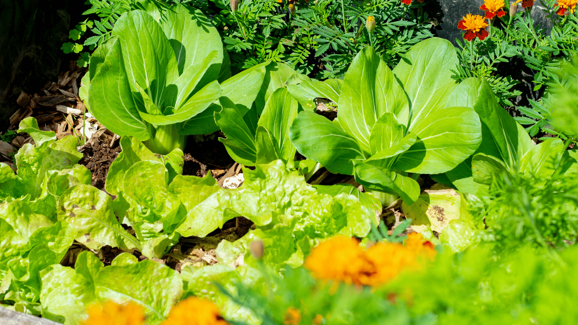 Gardening Calendar for Middle TN Gardens of Babylon