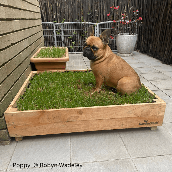 Doggy Grass Patch Box GardenStuff