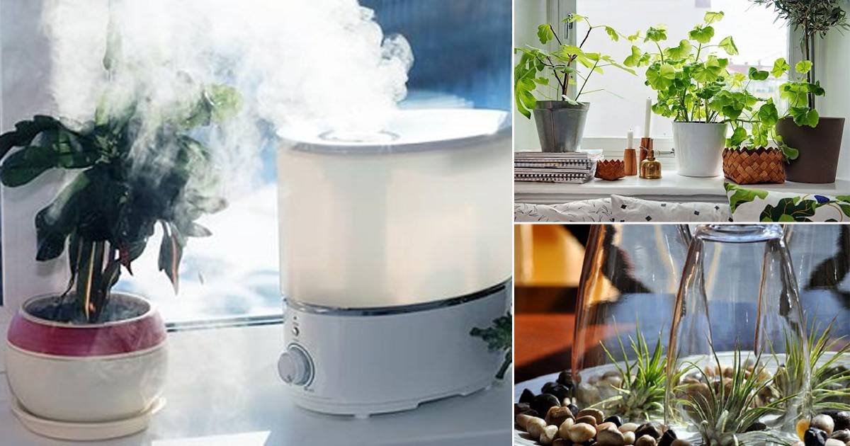 How to Increase Humidity for Houseplants? Step By Step Guide