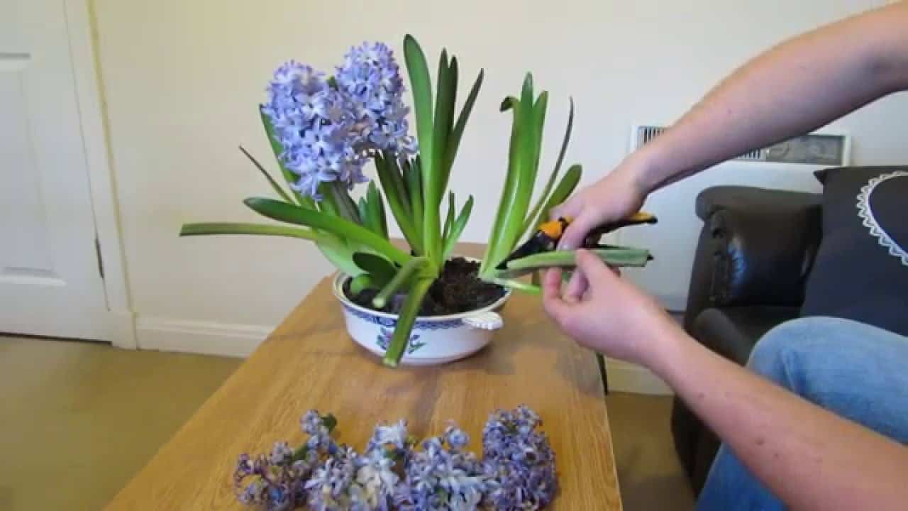 What To Do With Hyacinth Seed Pods at Terri August blog