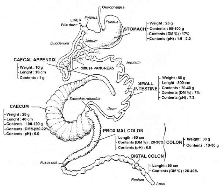 Is Grass Seed Harmful To Rabbits? Which Grass Are Not Safe For Rabbits?
