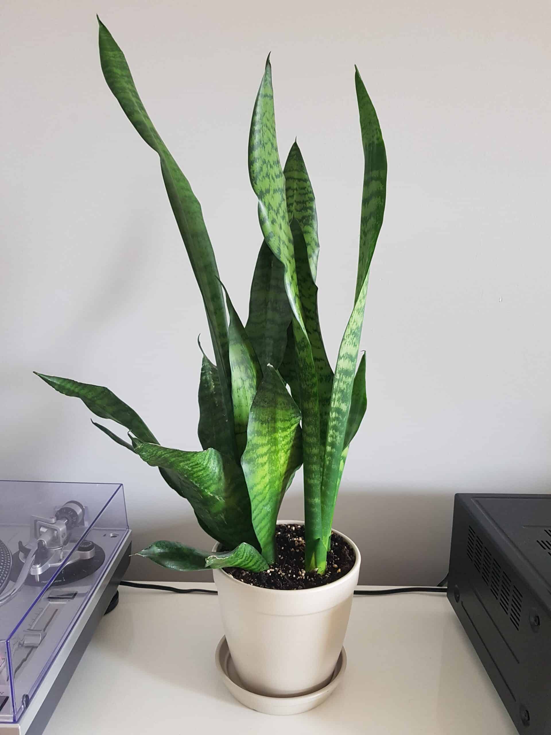 Snake Plant Queries Why Is My Snake Plant Growing Outward?