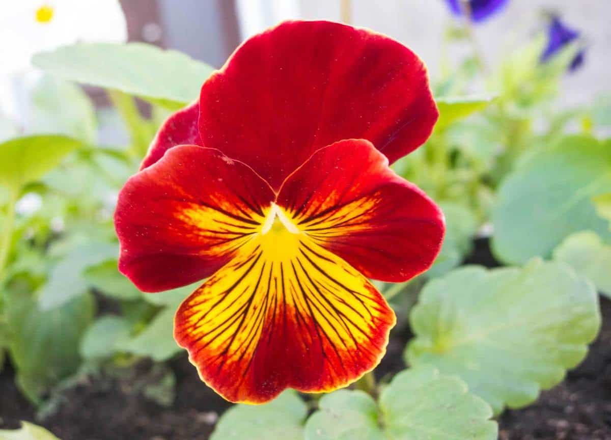 How to care for red pansies and where to buy them