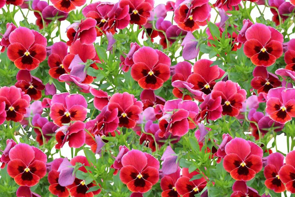 How to care for red pansies and where to buy them