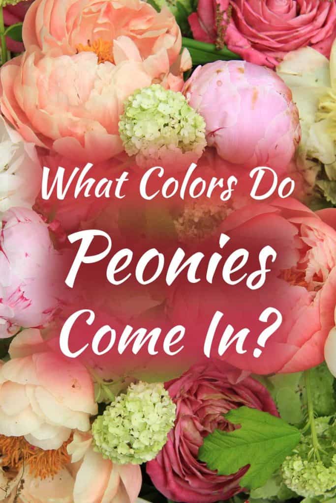 Peonies are a classic ingredient of the perennial border and have been in cultivation for over 2000 years. What Colors Do Peonies Come In Garden Tabs