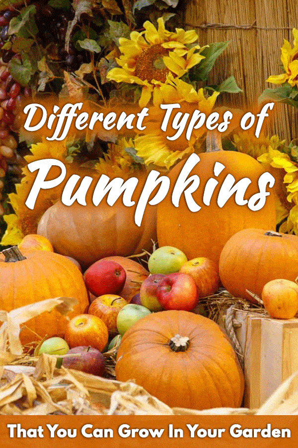 Assorted pumpkins displayed at pumpkin show, 73 Different Types of Pumpkins That You Can Grow In Your Garden