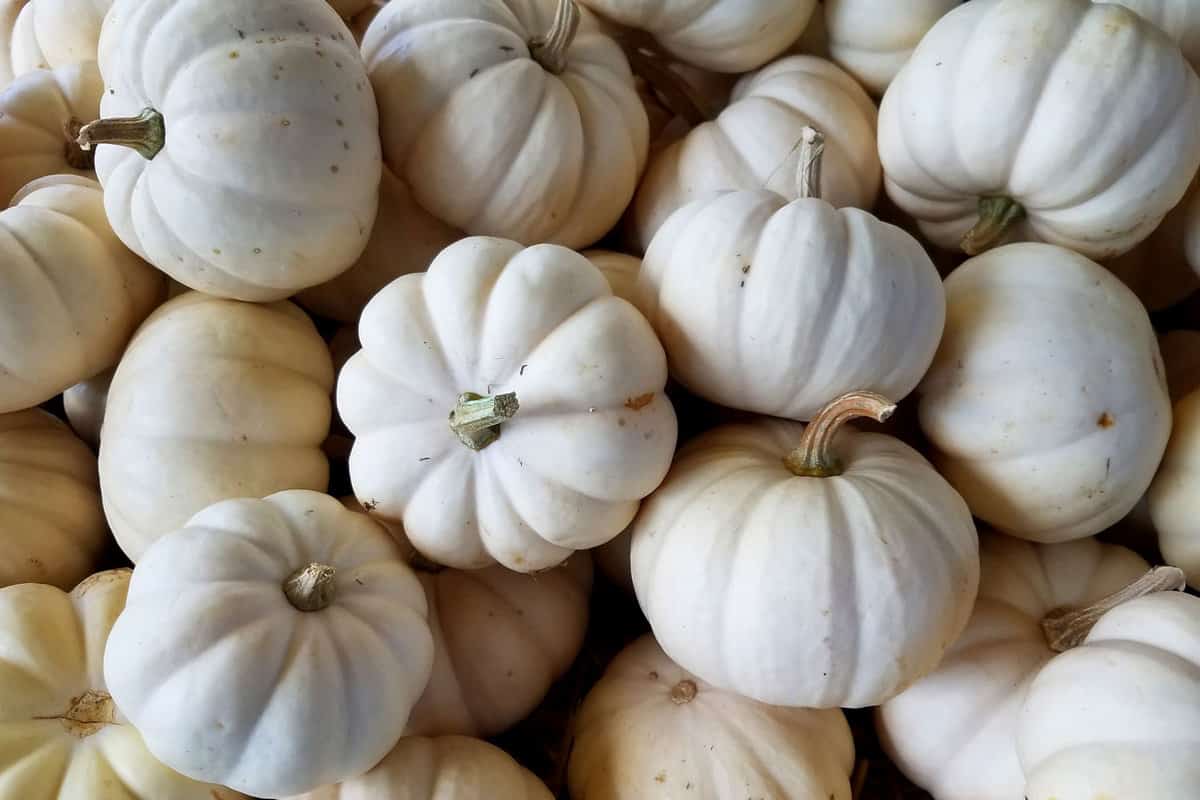 A stockpile of White baby boo