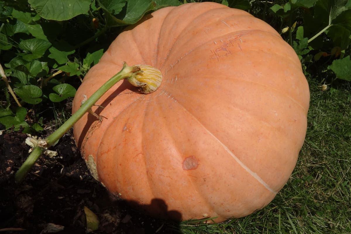 Big Max pumpkin