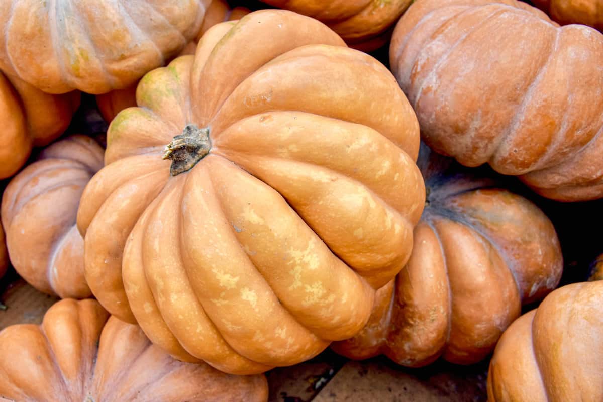 Huge cheese pumpkins