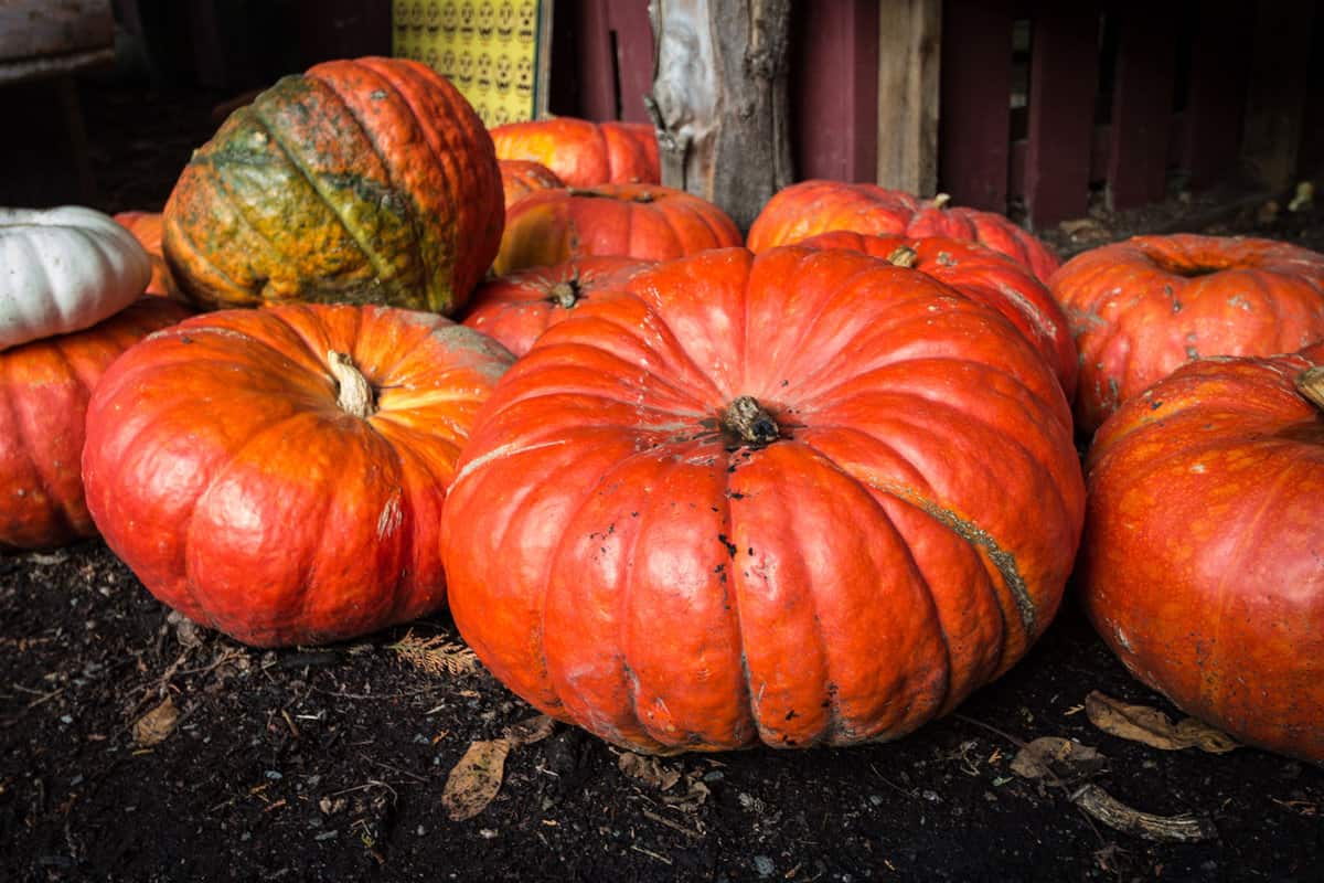 Dark red Cinderella harvested and stockpiled in storage room