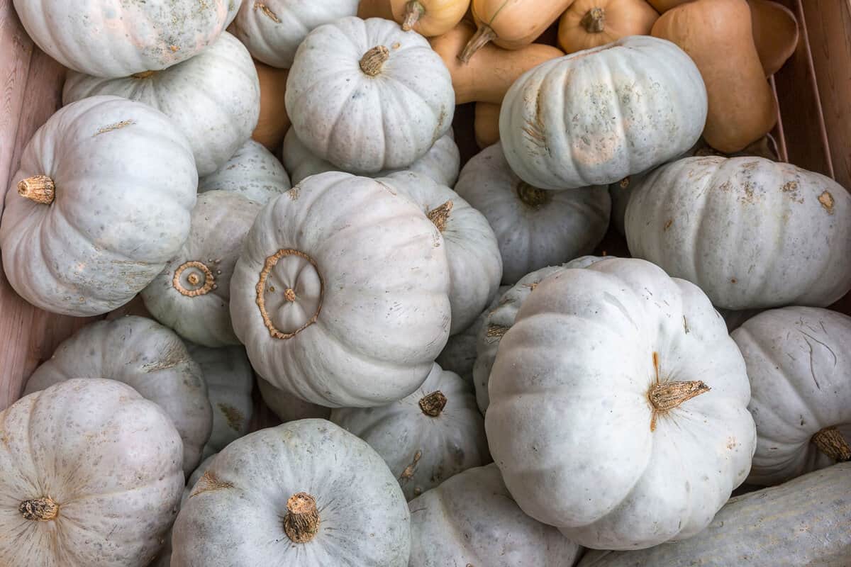 Bright white Crown Prince pumpkins