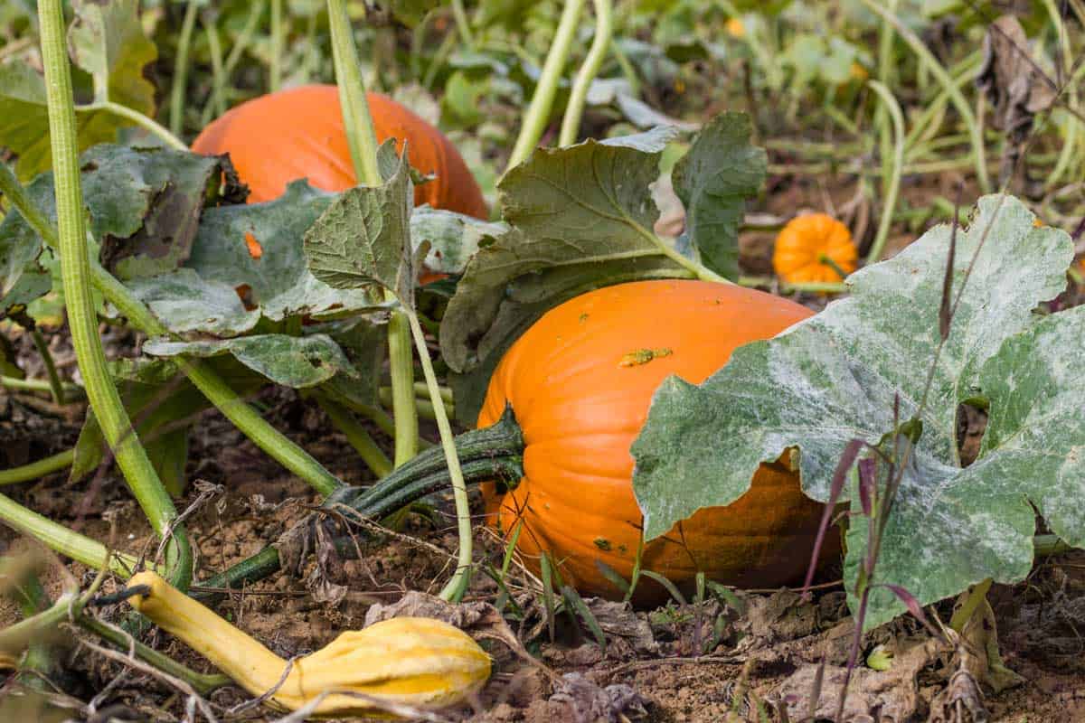 How to Control Pumpkin Vines