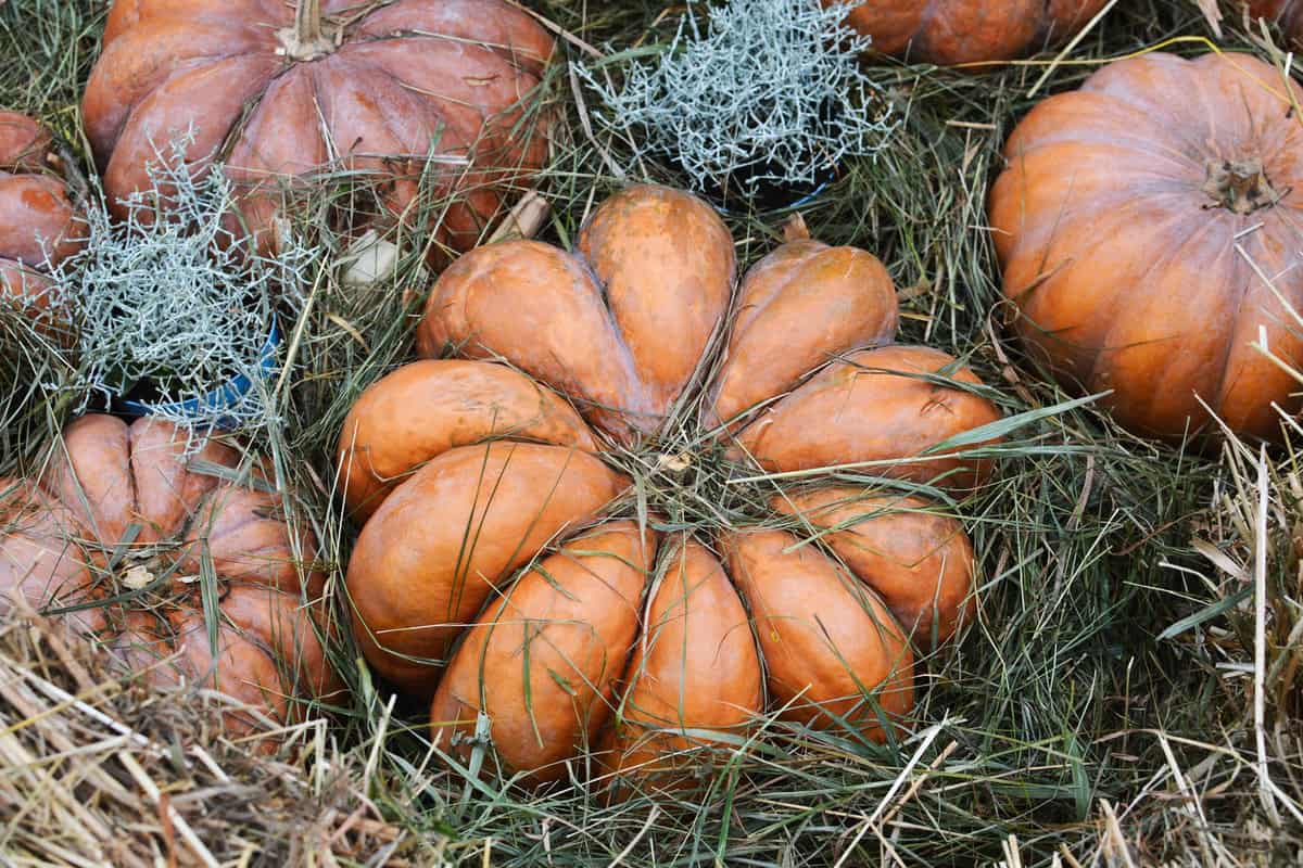 Huge Fairytale pumpkins