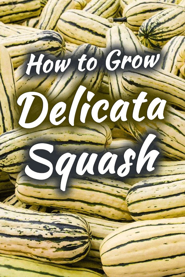 How to Grow Delicata Squash