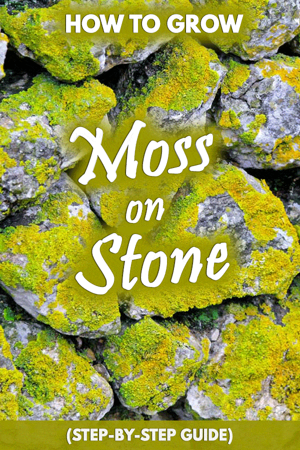 How to Grow Moss on Stone (StepByStep Guide) Garden Tabs