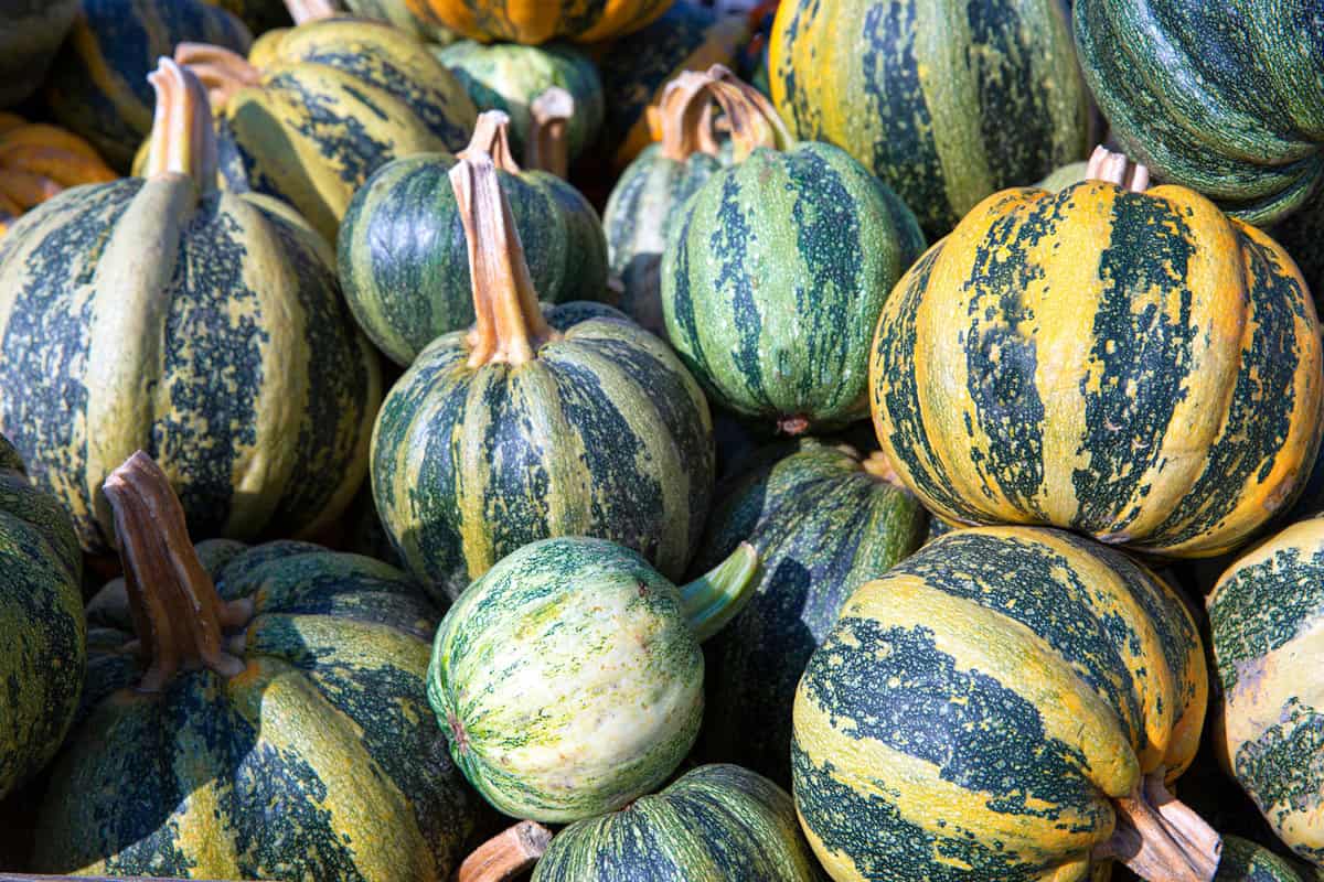 Small blue pumpkins or Kakais stockpiled