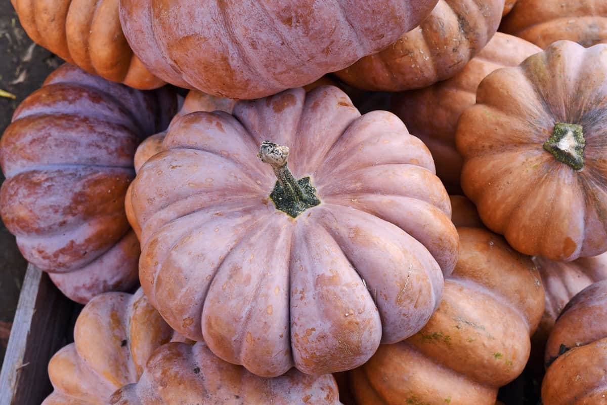 Musquee de Provence pumpkins harvested in the garden