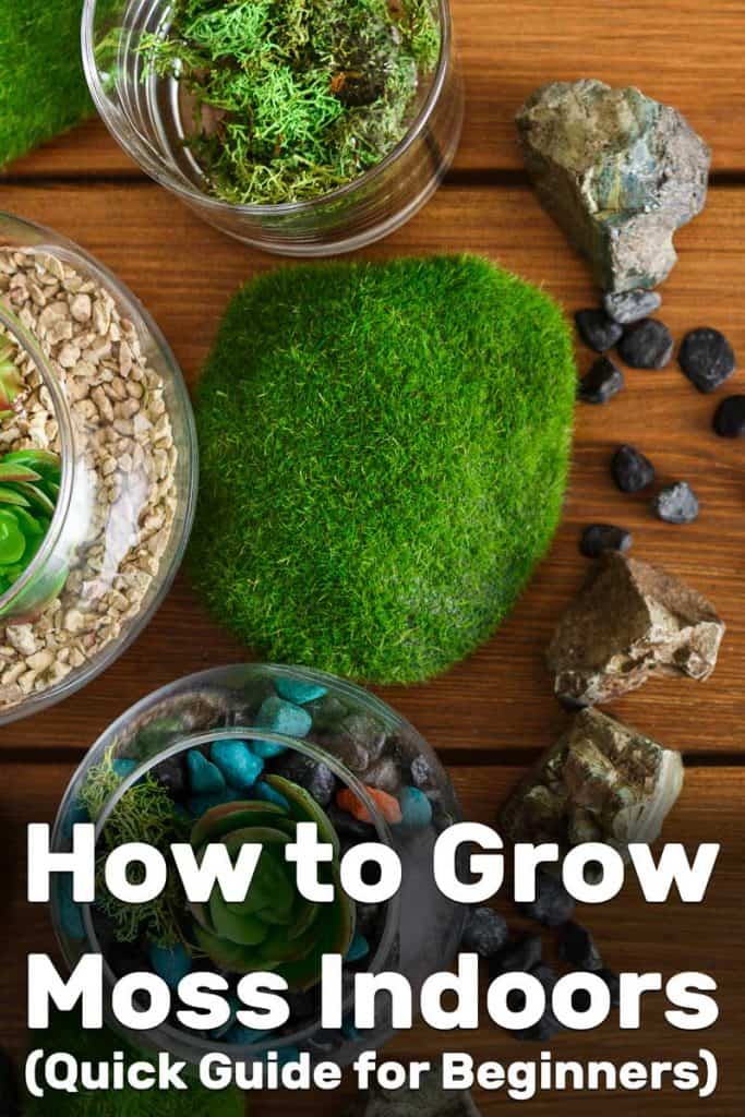 How to Grow Moss Indoors (Quick Guide for Beginners)