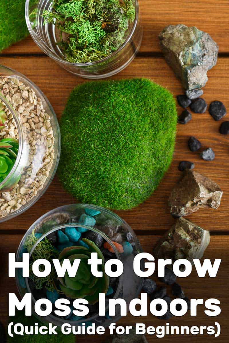 How To Grow Moss Indoors [Quick Guide For Beginners]