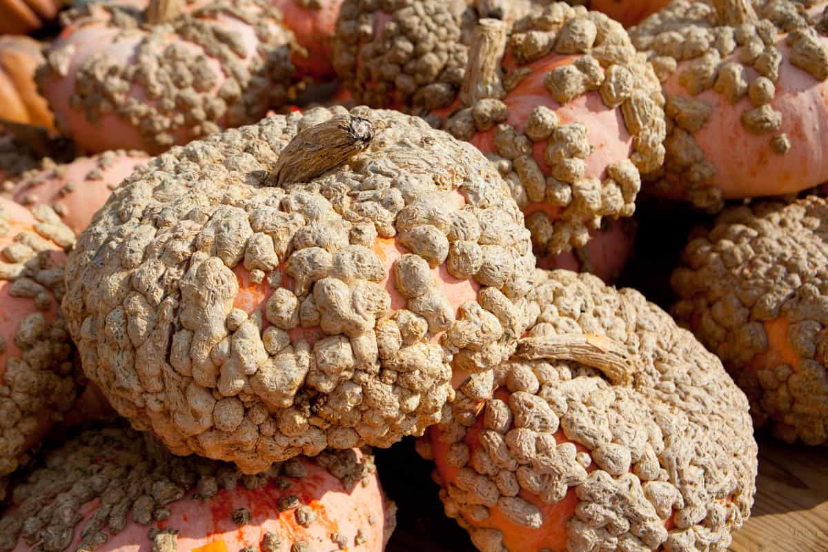Peanut Pumpkins