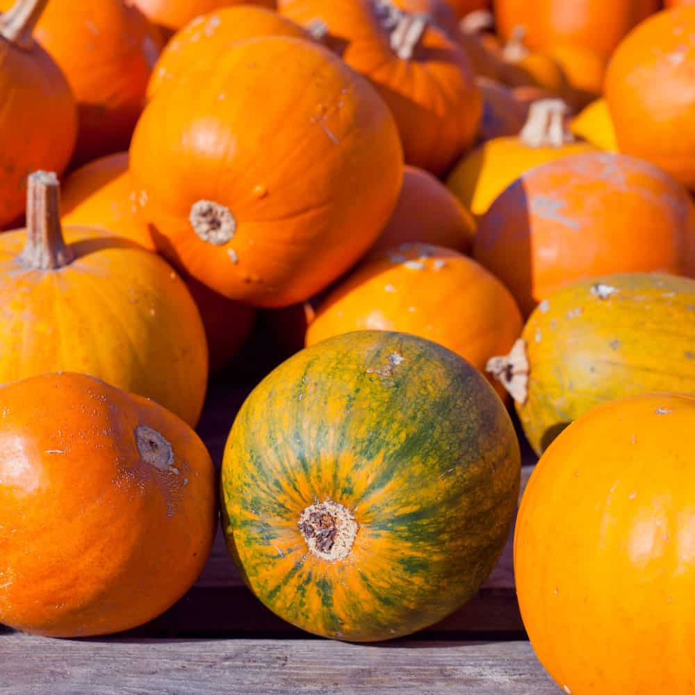Small Sugar Pumpkins