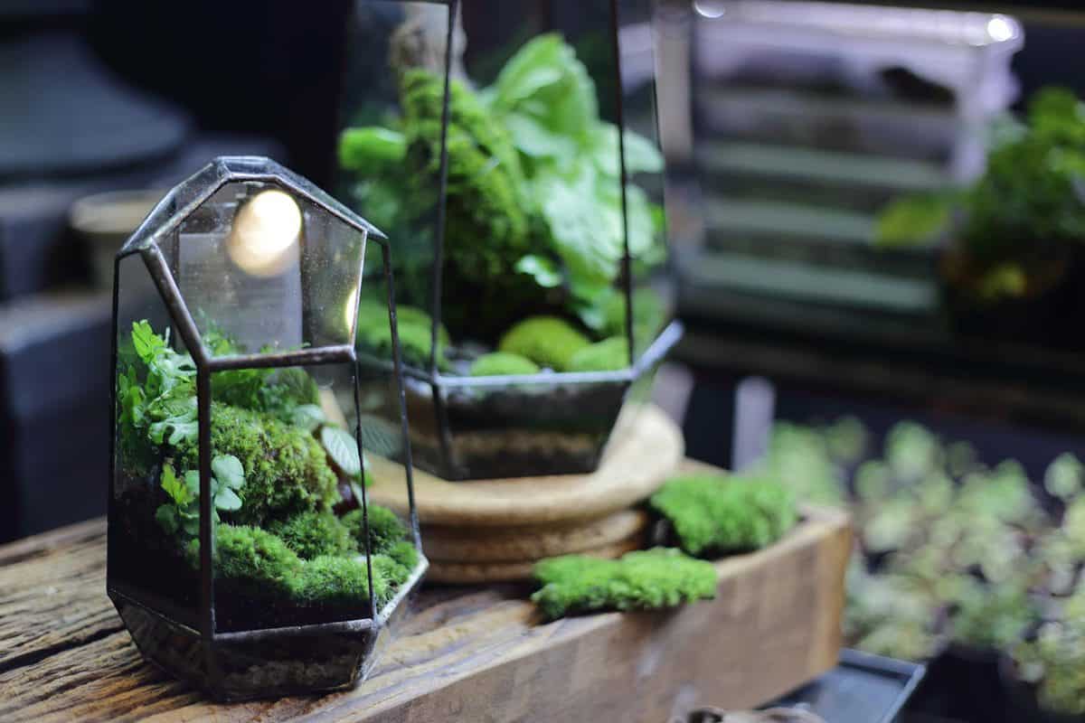 Terrarium small and little plants