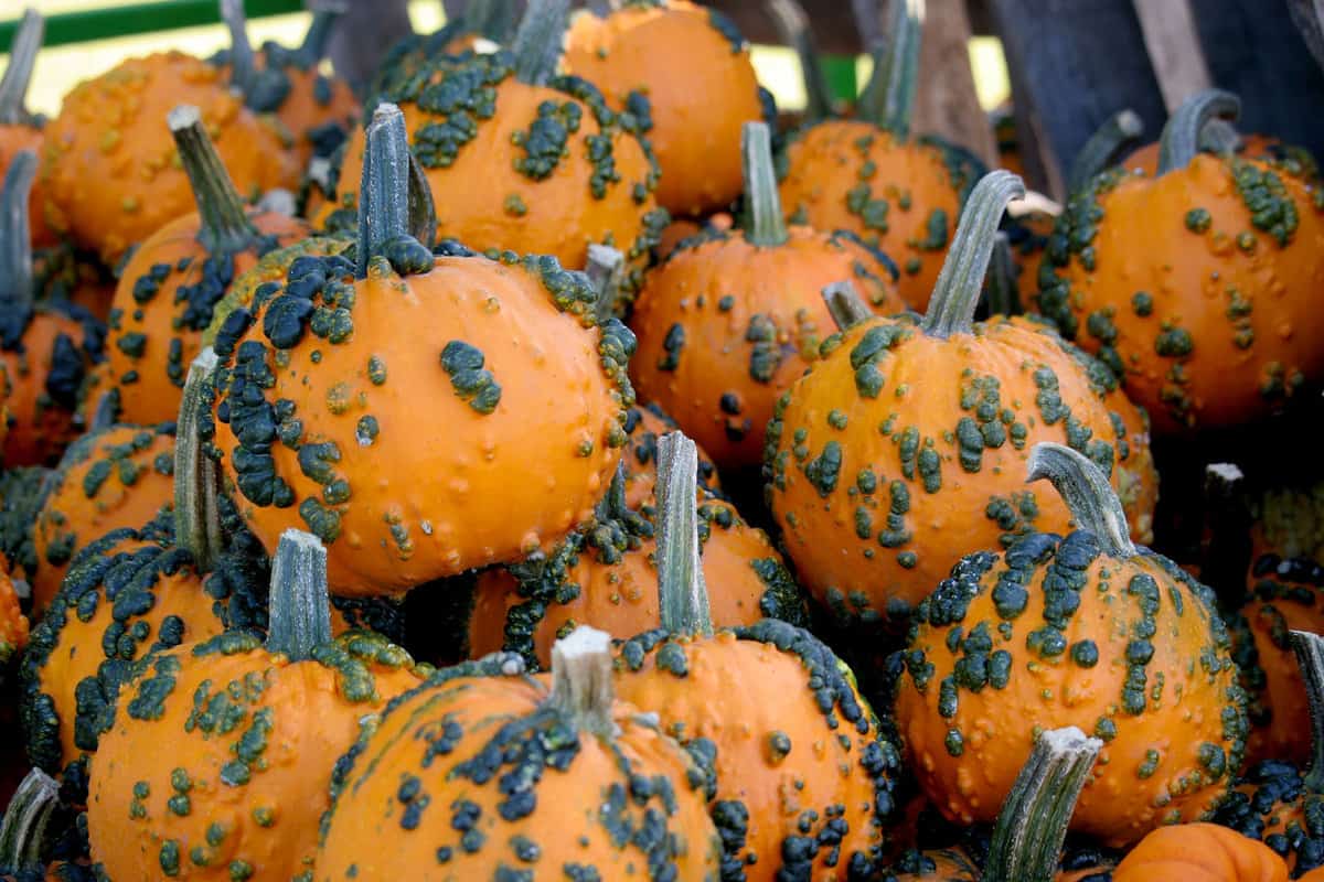 Warty Goblin Pumpkin