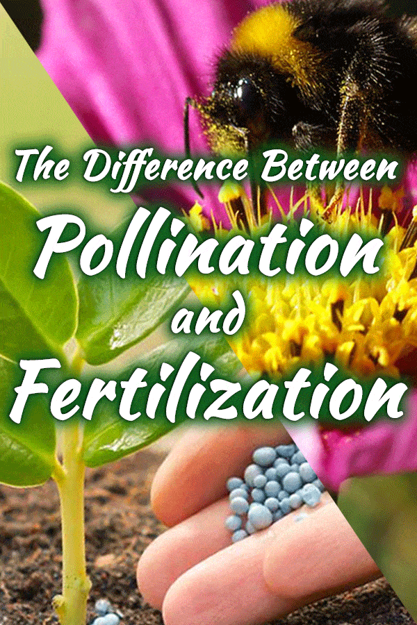 What Is The Difference Between Pollination And Fertilization?