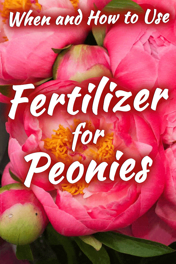 What Is the Best Fertilizer for Peonies SarahasWilcox