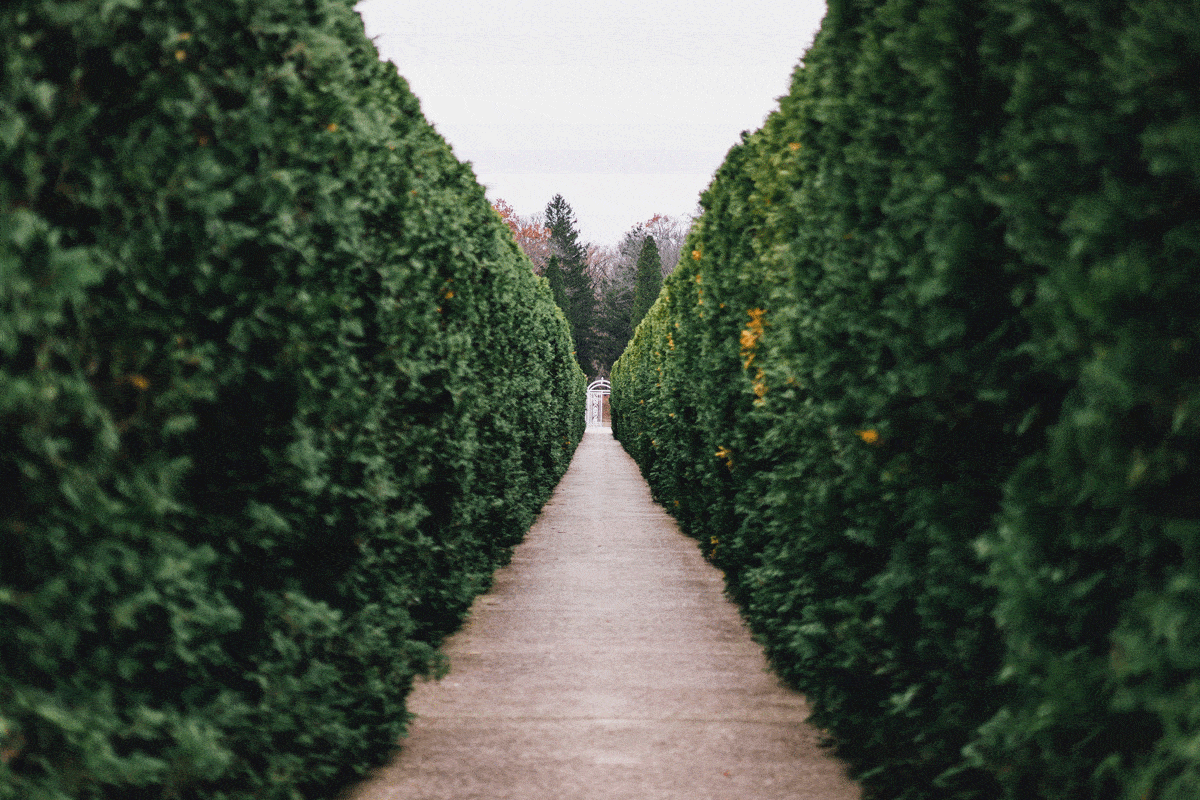 Incredible Tall Thin Plants For Screening References Ideas