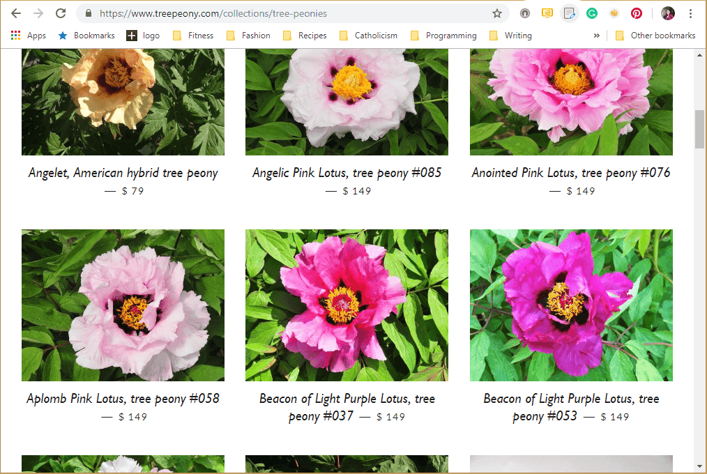 Where to Buy Peony Plants or Bulbs Online (Top 50 Stores)