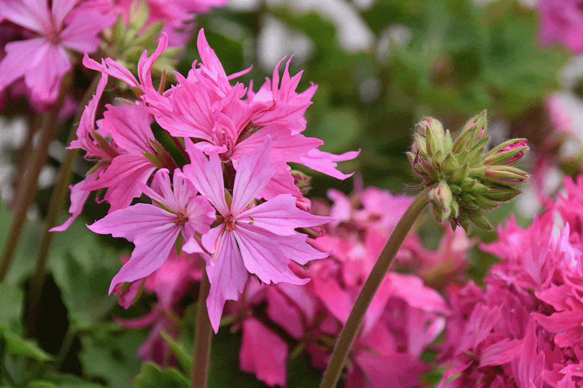 Pink Geranium