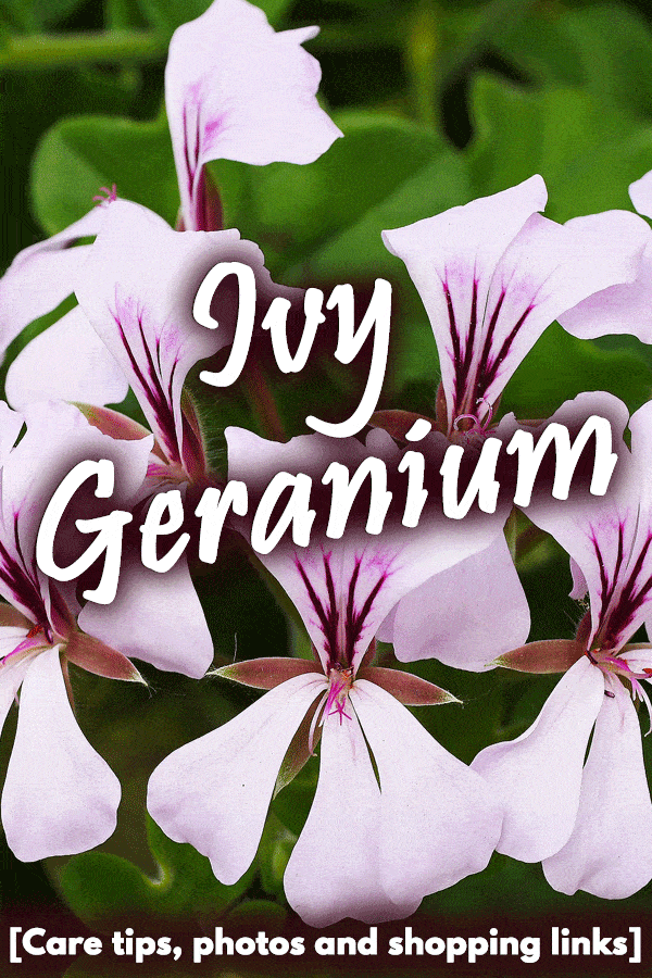 Ivy Geranium [Care tips, photos and shopping links]