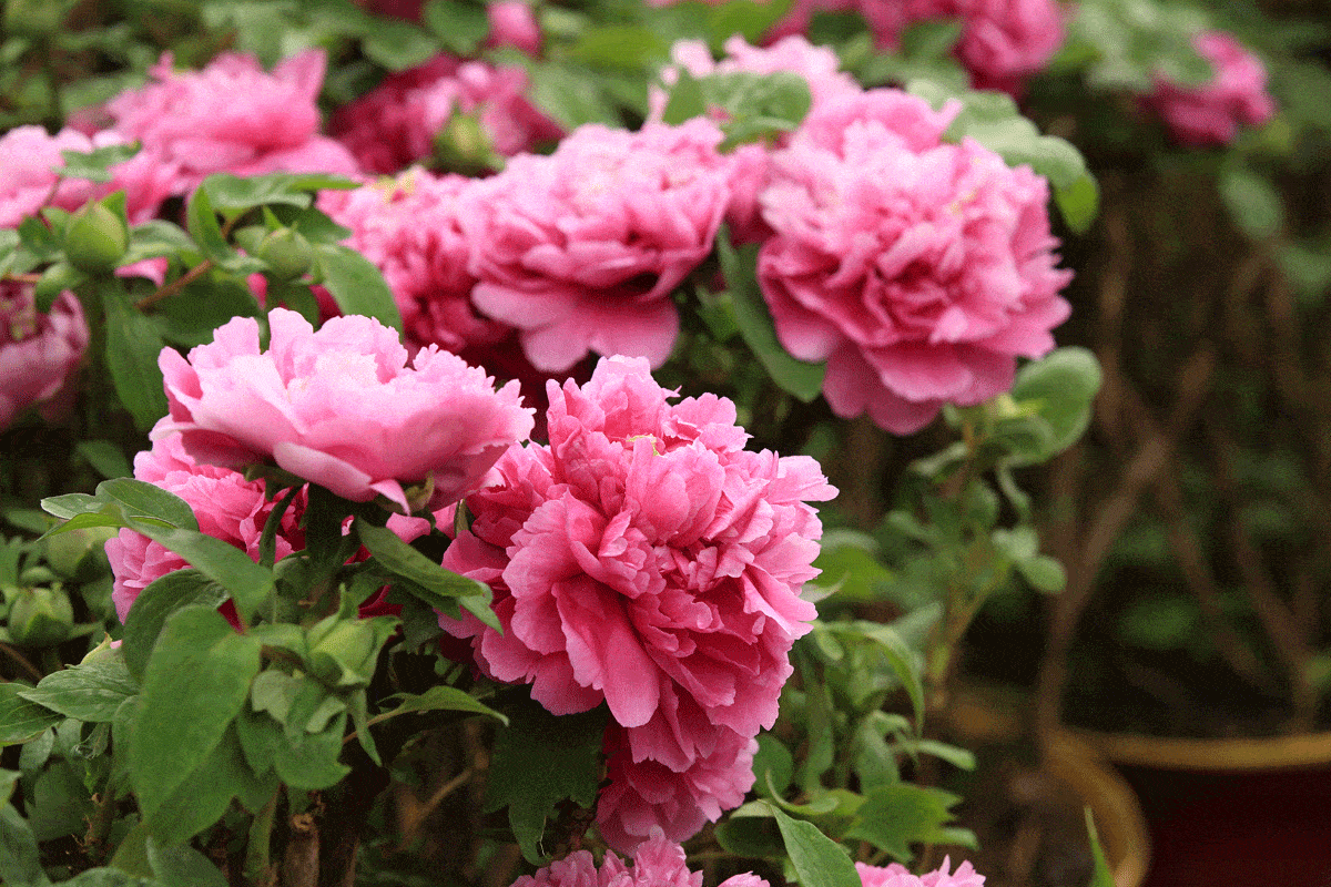 Where to Plant Peonies for getting the best results