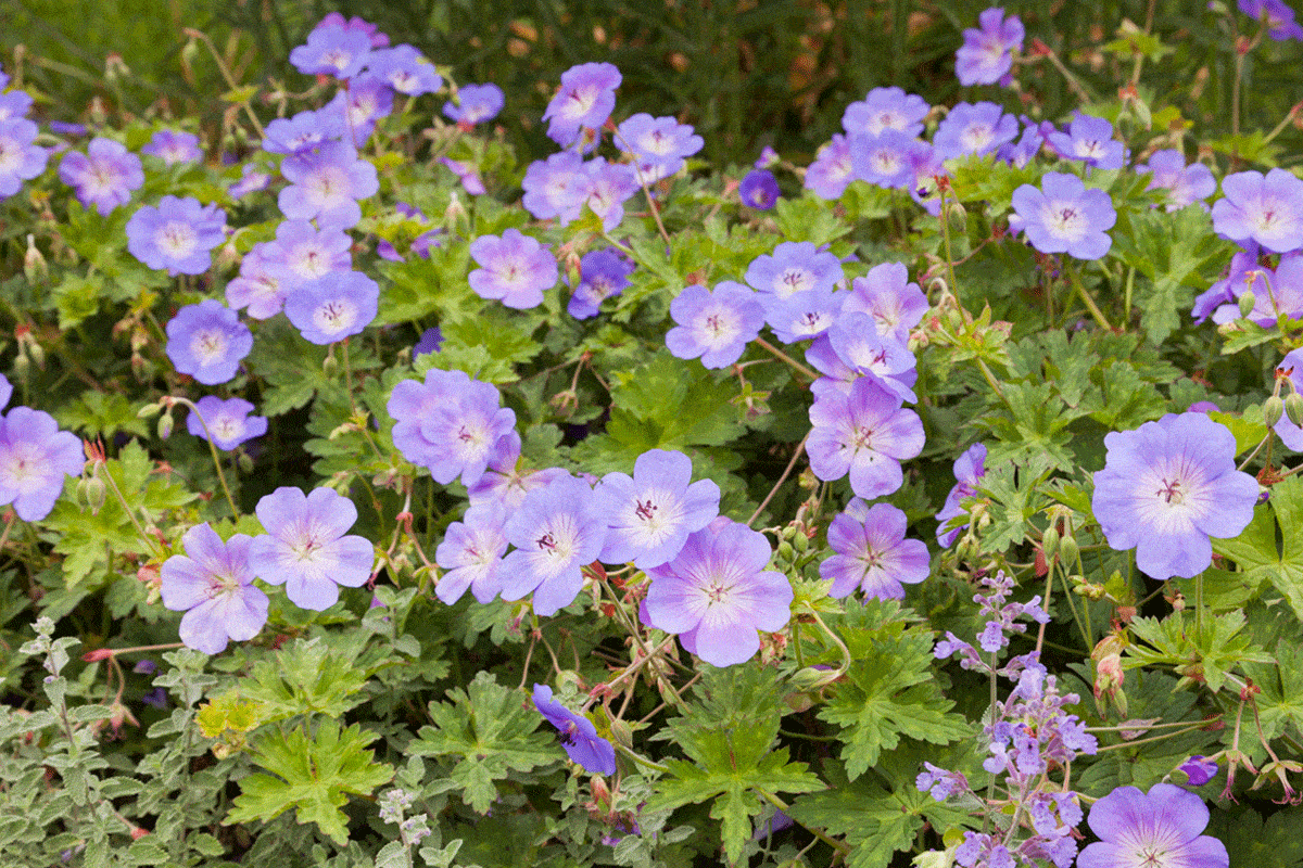 Are Geraniums Annuals Or Perennials? [The answer will surprise you!]