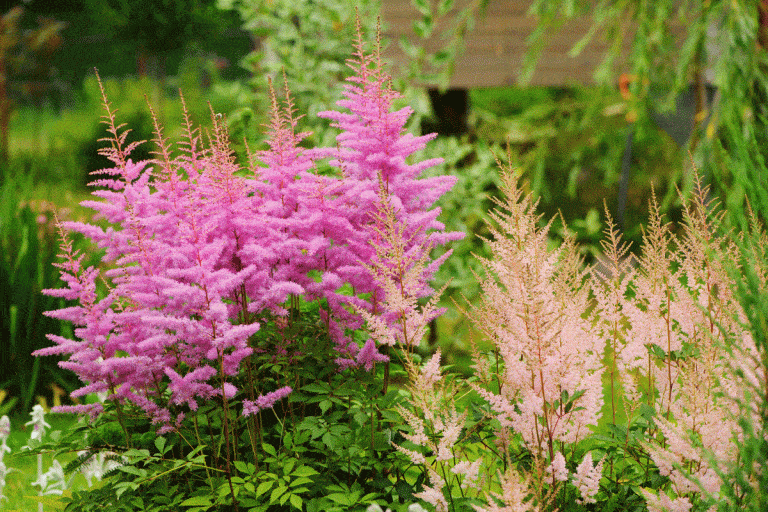 15 Tall and Narrow Shrubs for Screening Purposes Garden Tabs 15 Tall and Narrow Shrubs for Screening Purposes Garden Tabs