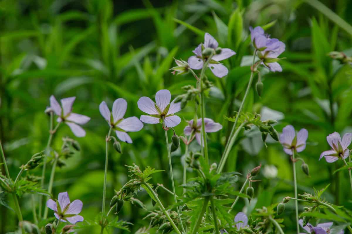 Geranium is a genus of 422 species of annual, biennial, and perennial plants that are commonly known as geraniums or cranesbills.