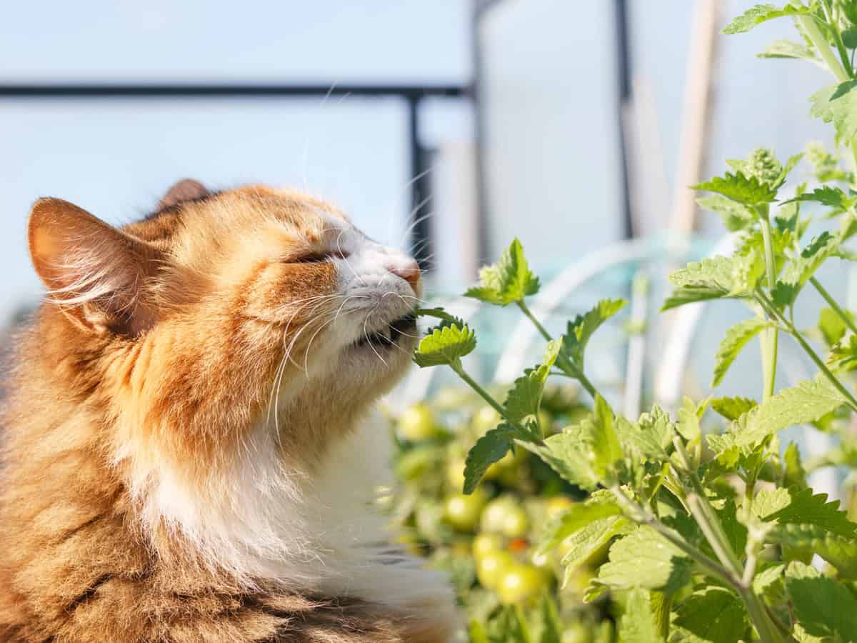 Cute cat eating catnip in front of defocused garden.