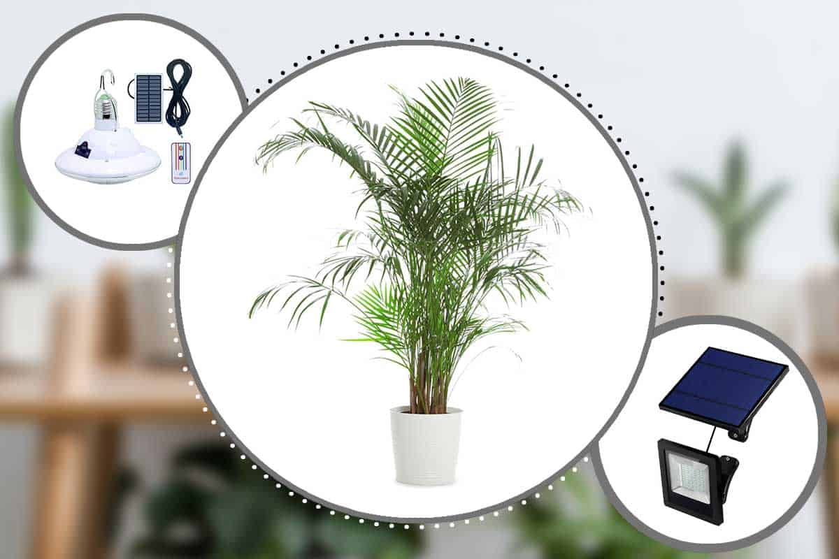 What Are The Majesty Palm's Light Requirements?