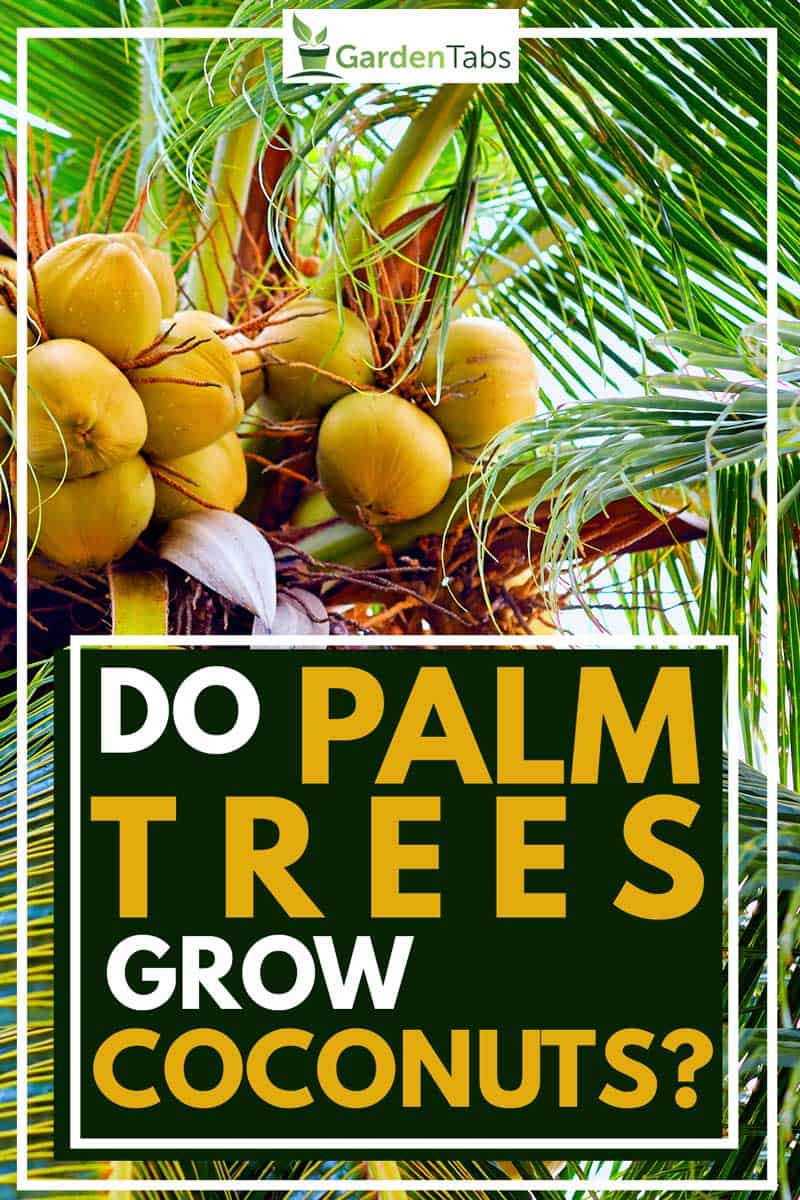 Do Palm Trees Grow Coconuts?
