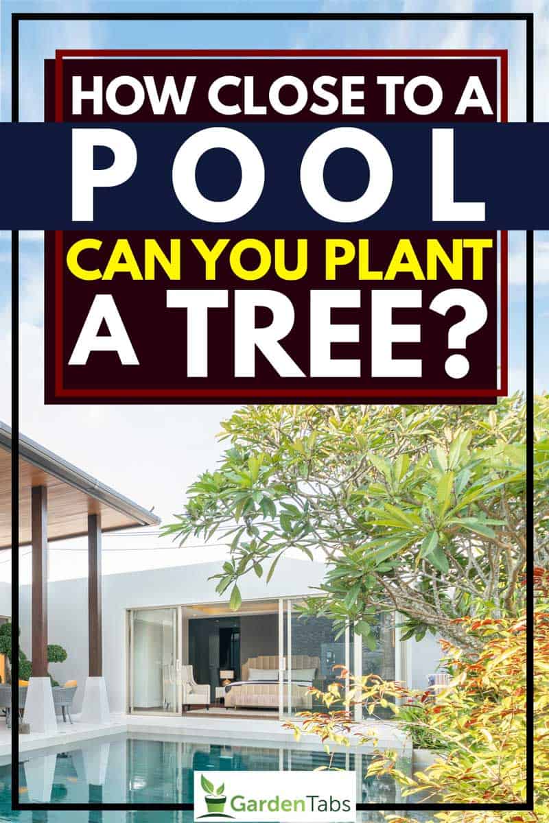 How Close to a Pool Can You Plant a Tree