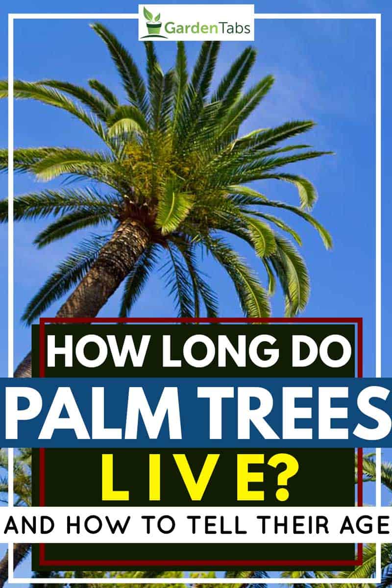 How Long Do Palm Trees Live? [And how to tell their age] Garden Tabs