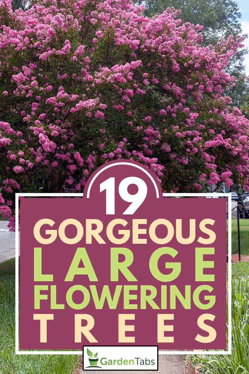 Raspberry colored crepe myrtle tree in Virginia residential neighborhood, 19 Gorgeous Large Flowering Trees