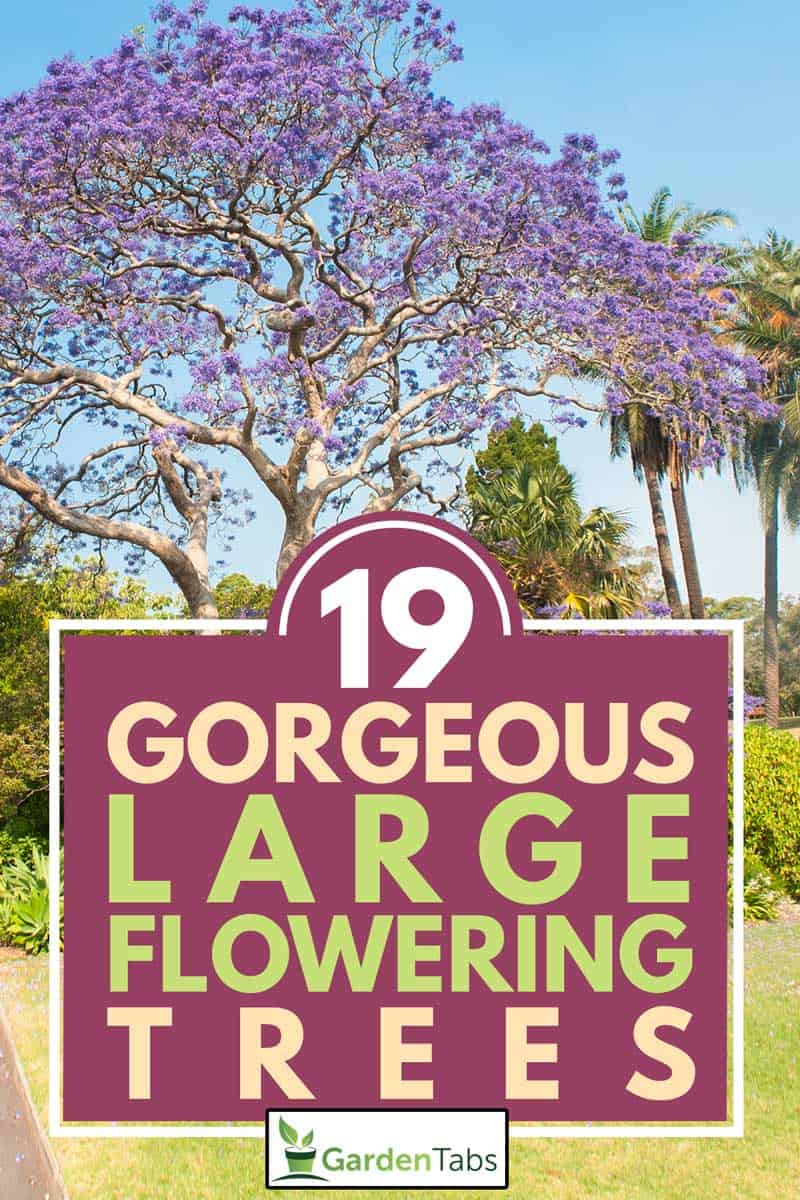 Blooming jacaranda tree in the park, 19 Gorgeous Large Flowering Trees