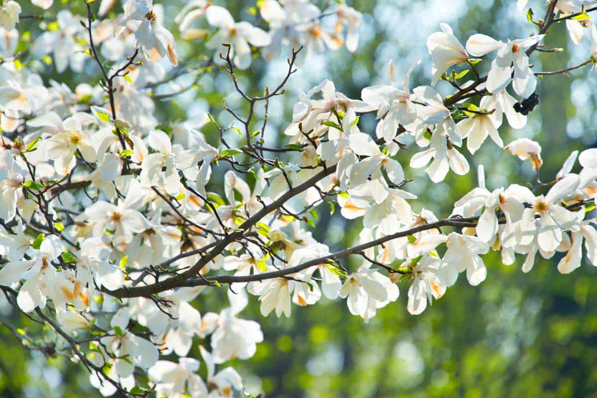 Branch of magnolia tree in the spring blossom